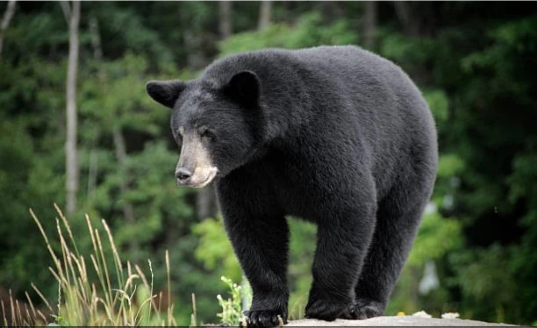Leia mais sobre o artigo Animais de poder e guardião urso