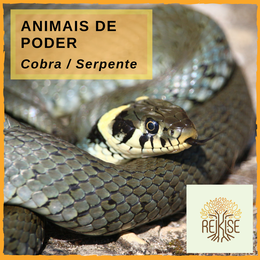 Leia mais sobre o artigo Animal de poder cobra/serpente