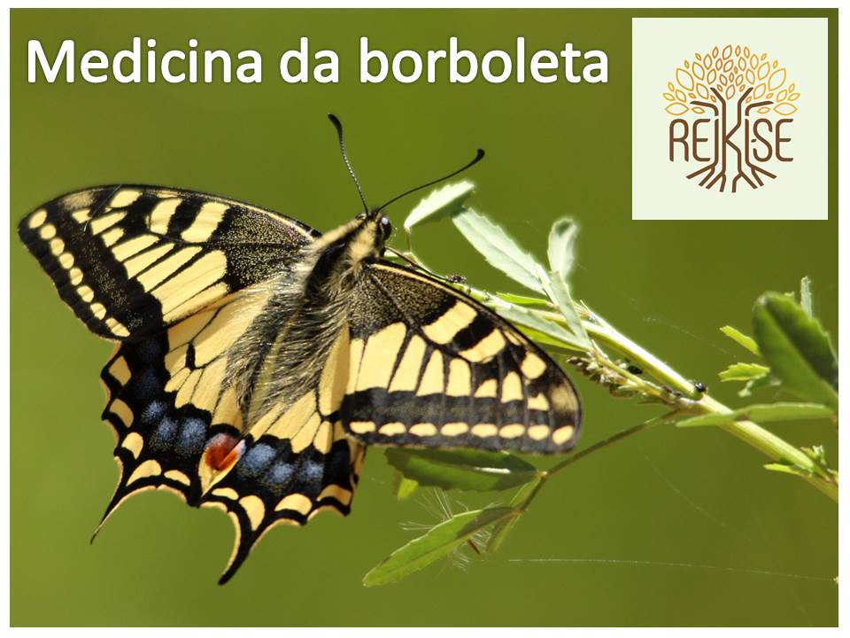 A medicina e fases da borboleta